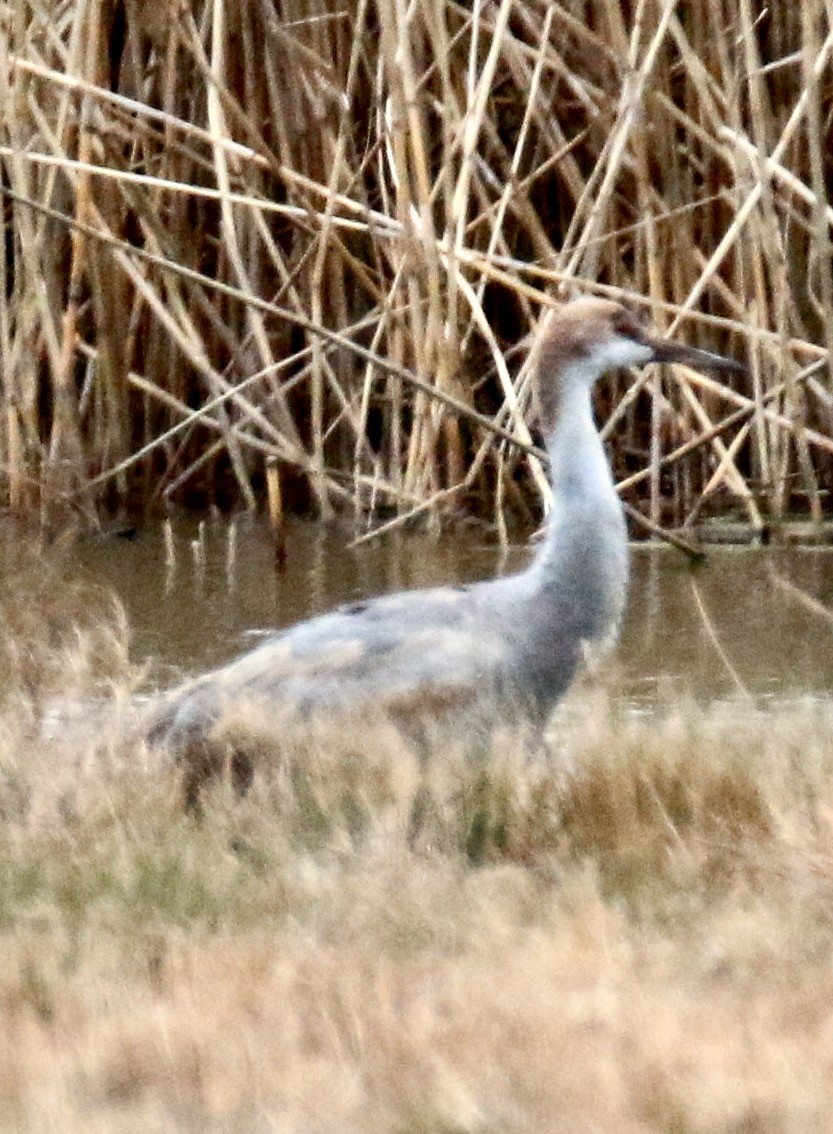 Sandhill Crane - ML44546551