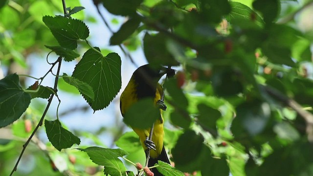 Audubon's Oriole - ML445466221