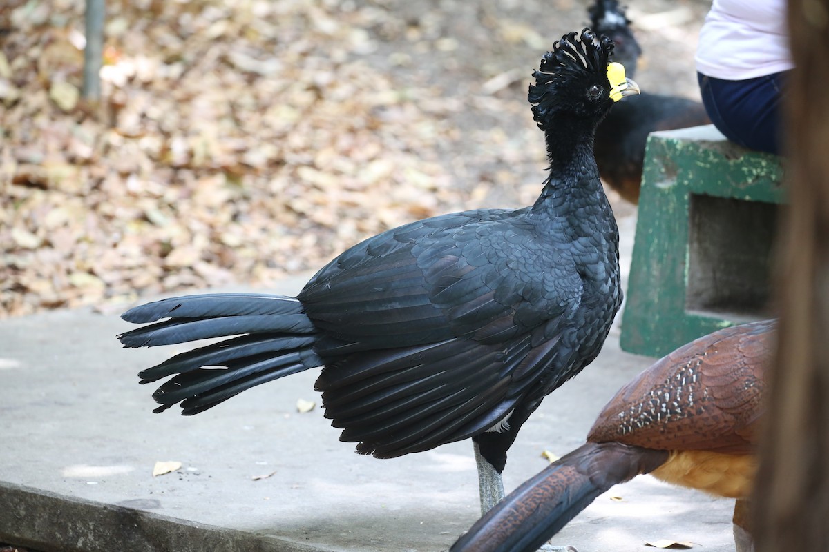 Great Curassow - ML445467111