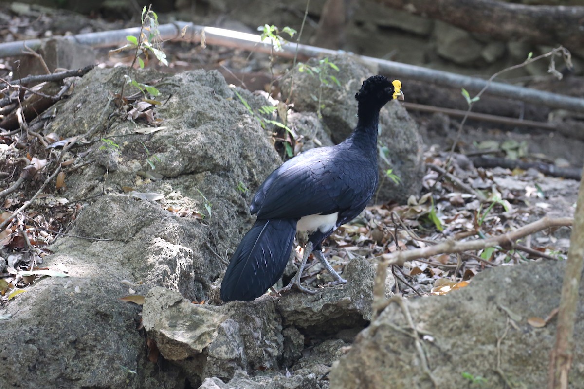 Great Curassow - ML445467151