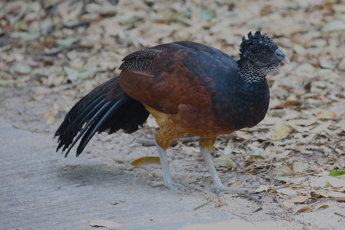 Great Curassow - ML445467411