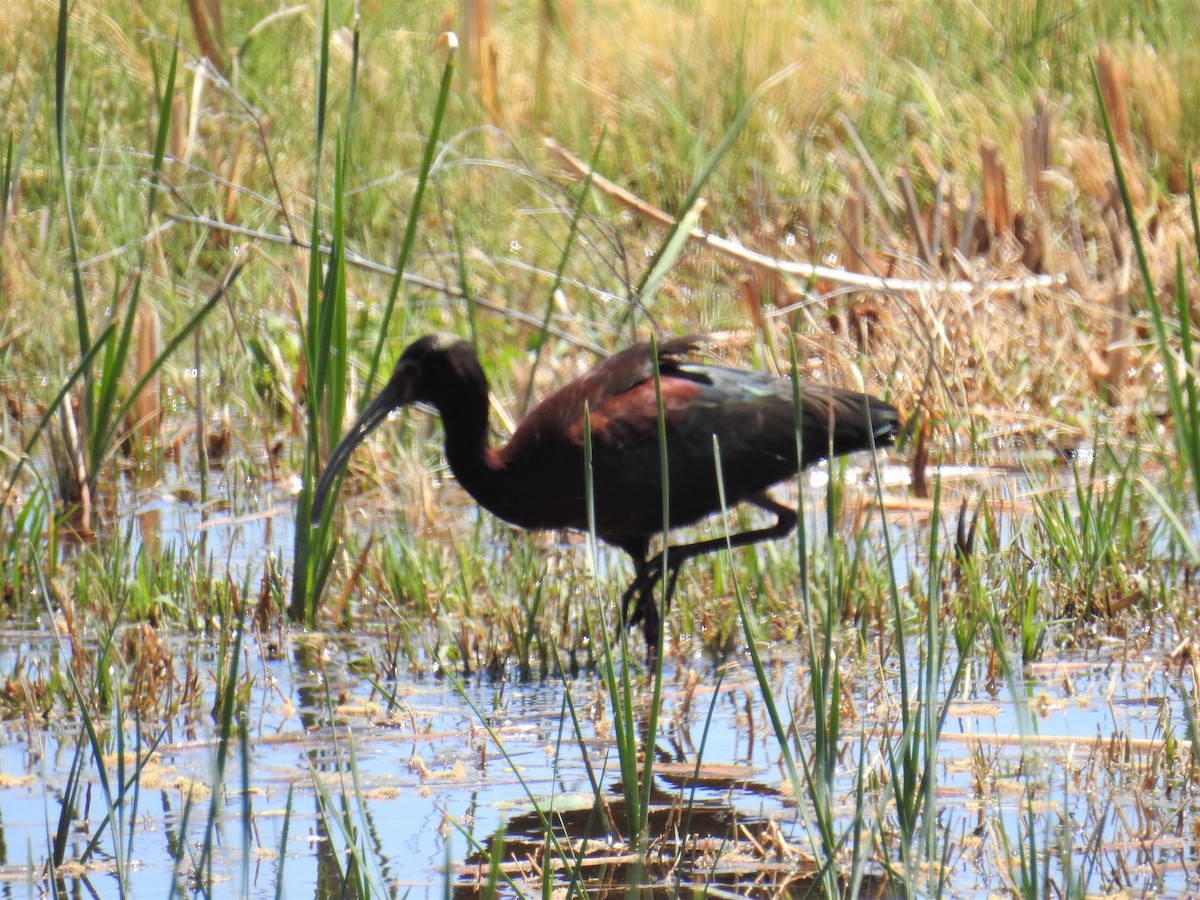 White-faced Ibis - Linda Milam