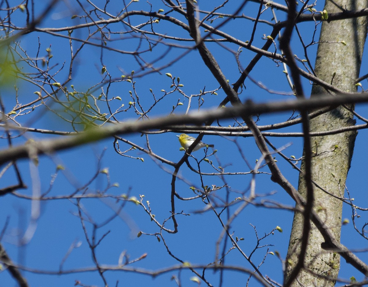 Yellow-throated Vireo - Aaron Gyllenhaal