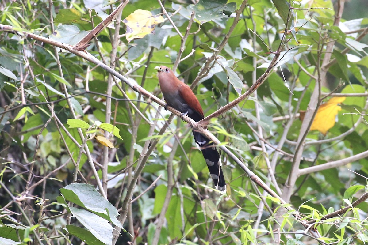 Squirrel Cuckoo - ML445469511