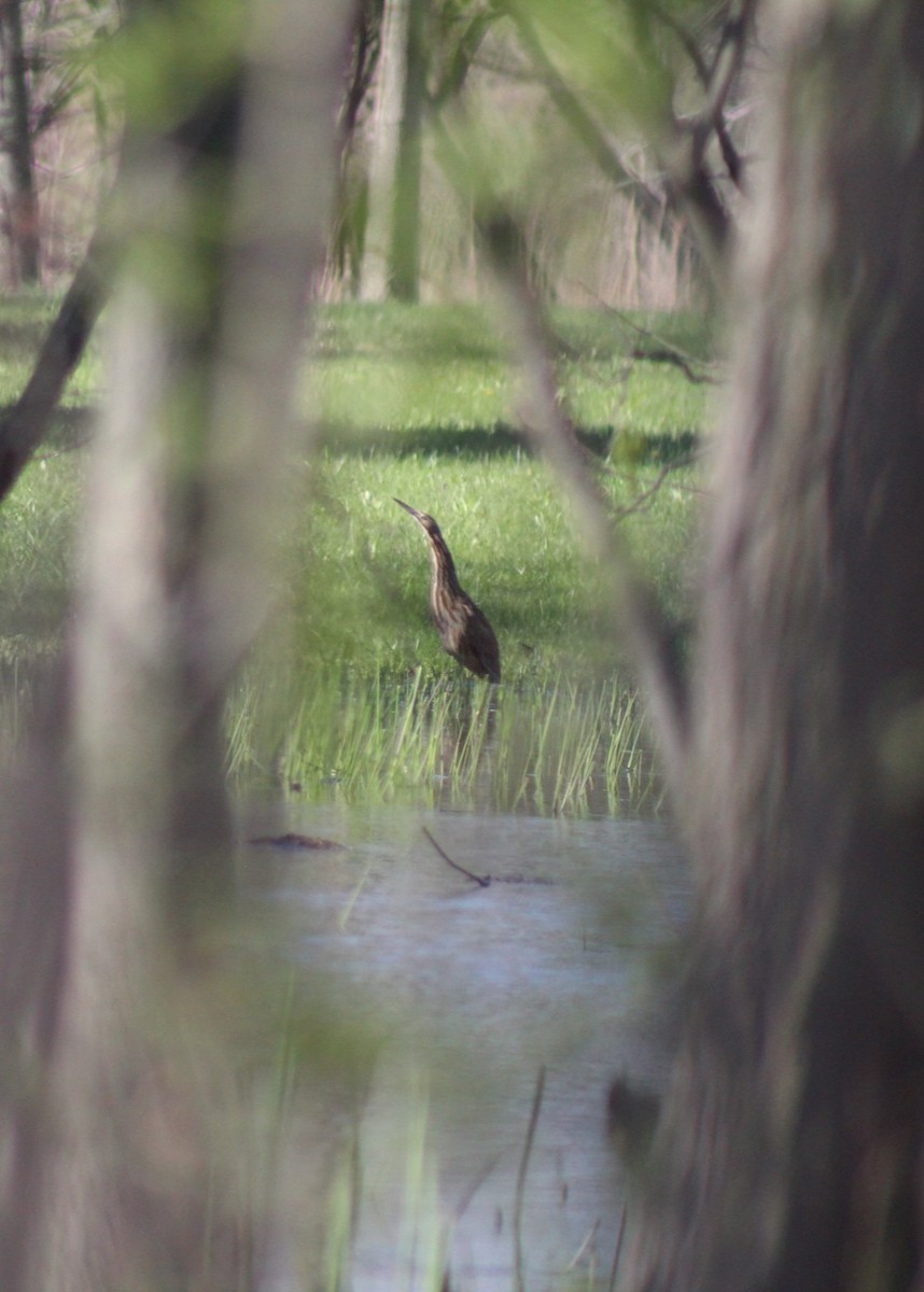 American Bittern - ML445469581