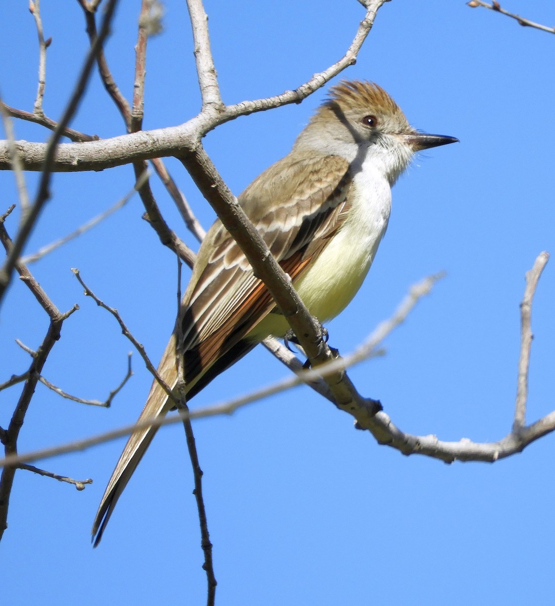 Ash-throated Flycatcher - ML445470661