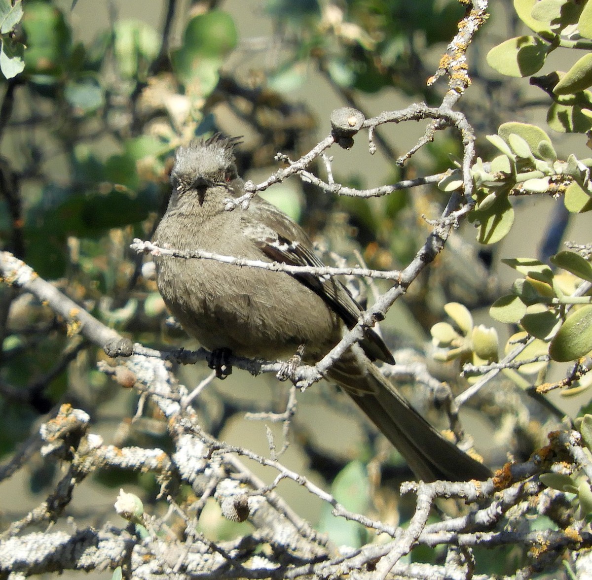 Phénopèple luisant - ML445470731