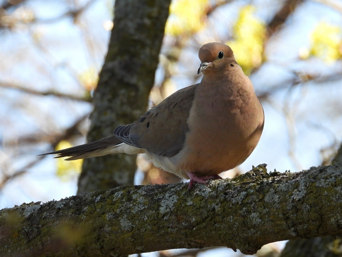 Mourning Dove - Don McLeod