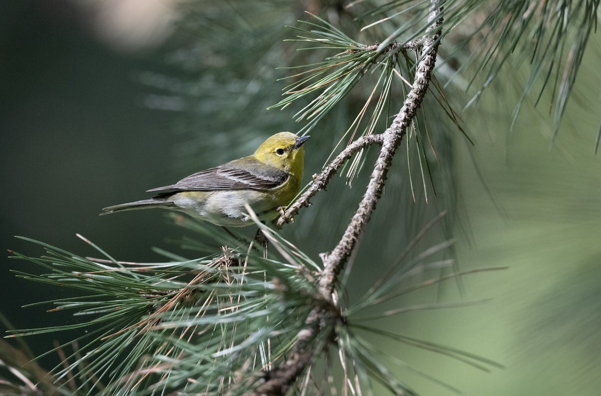 Pine Warbler - Justin Labadie