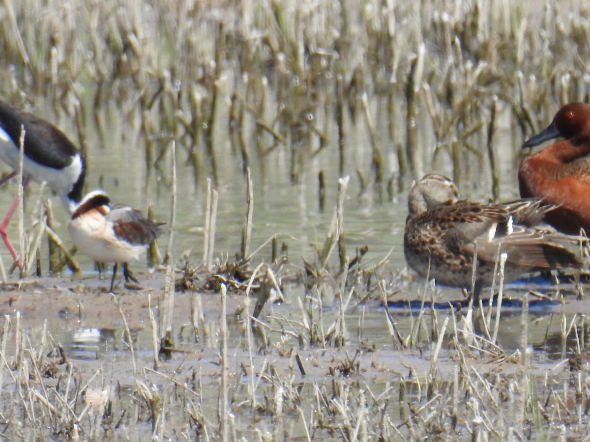 Wilson's Phalarope - ML445474861