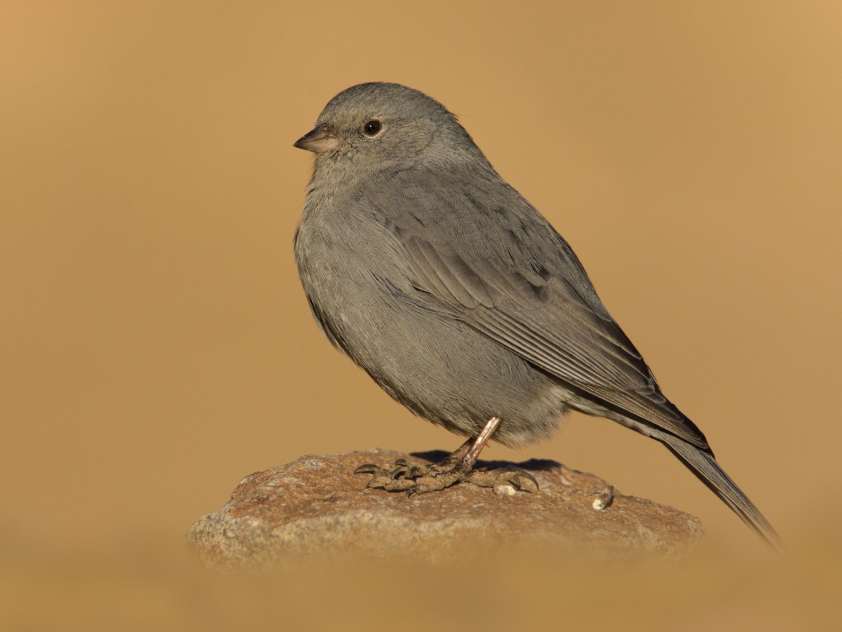 Plumbeous Sierra Finch - ML445476621