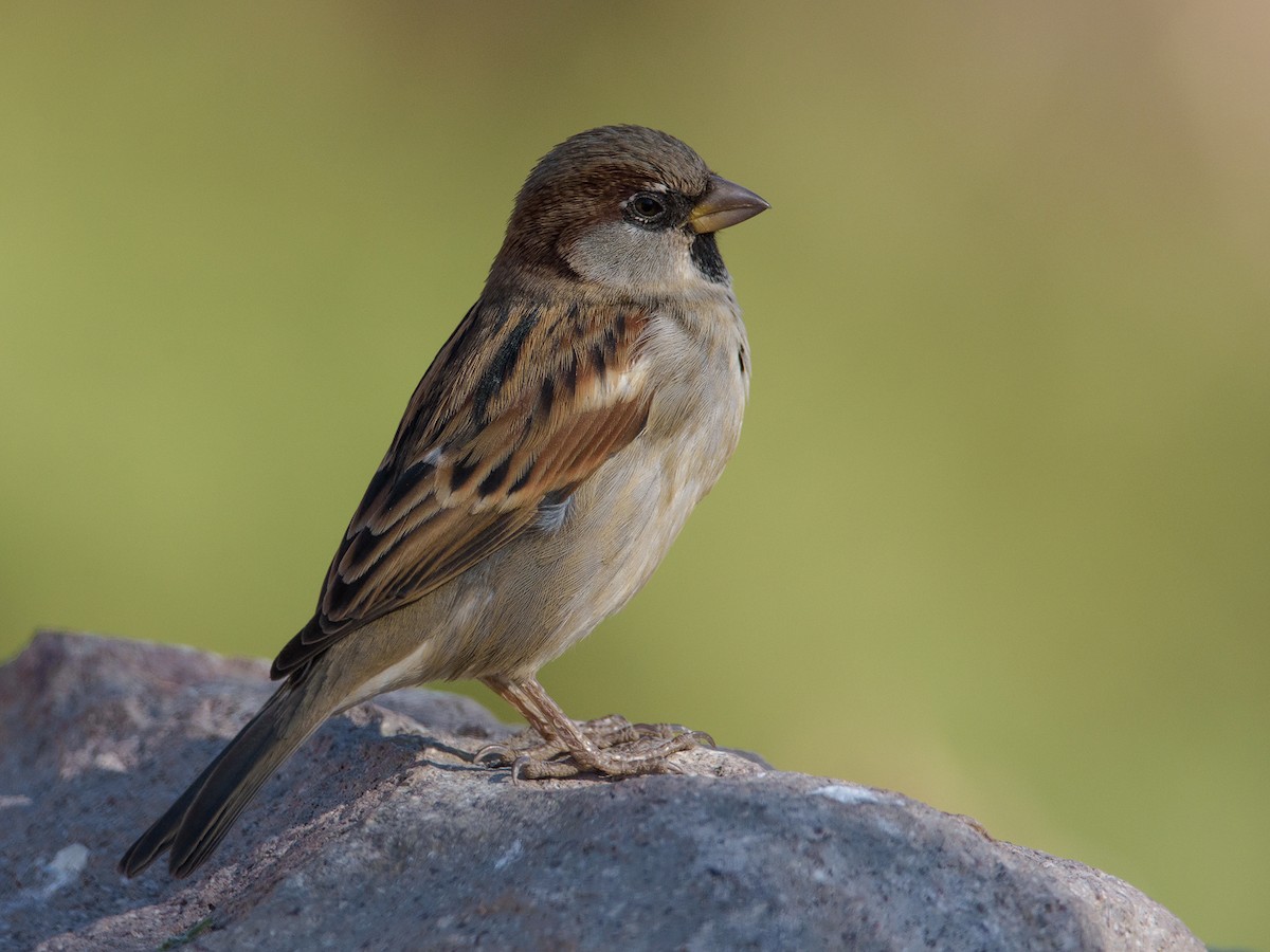 家麻雀 - ML445480291