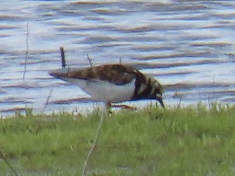 Ruddy Turnstone - ML445480591