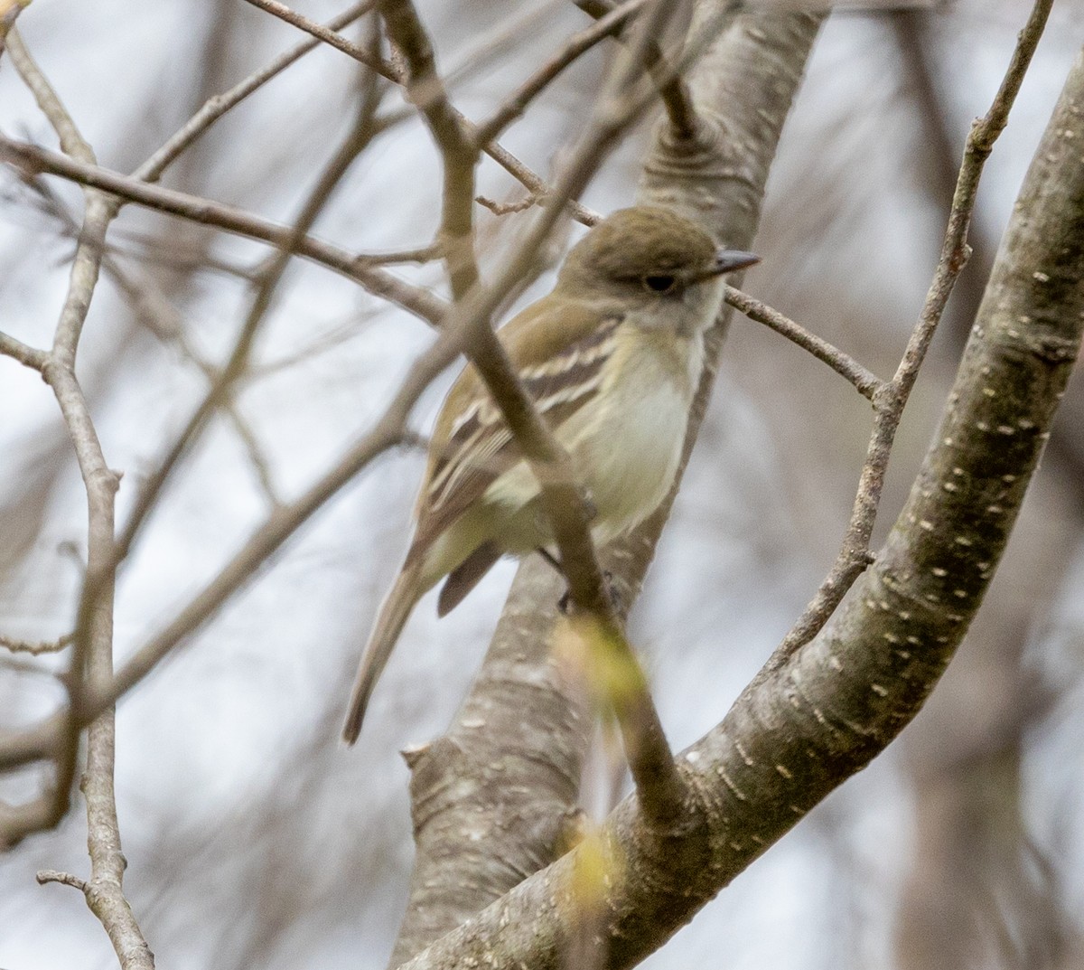 Least Flycatcher - ML445480721