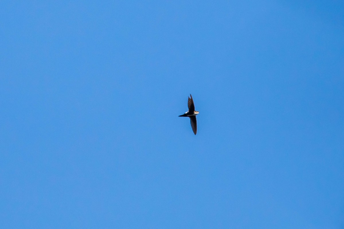 White-throated Swift - ML445482281