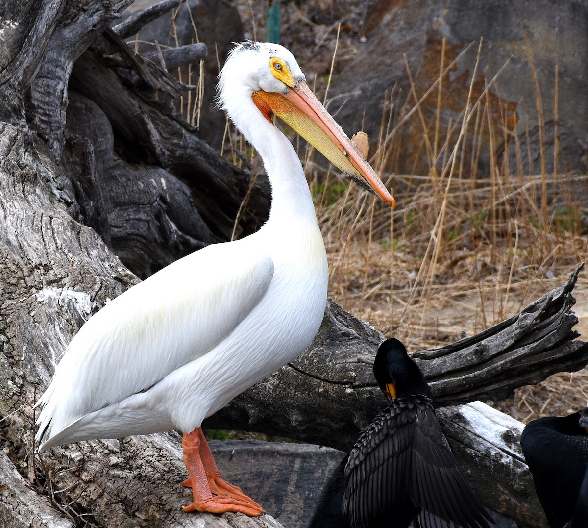 American White Pelican - Steven Mlodinow