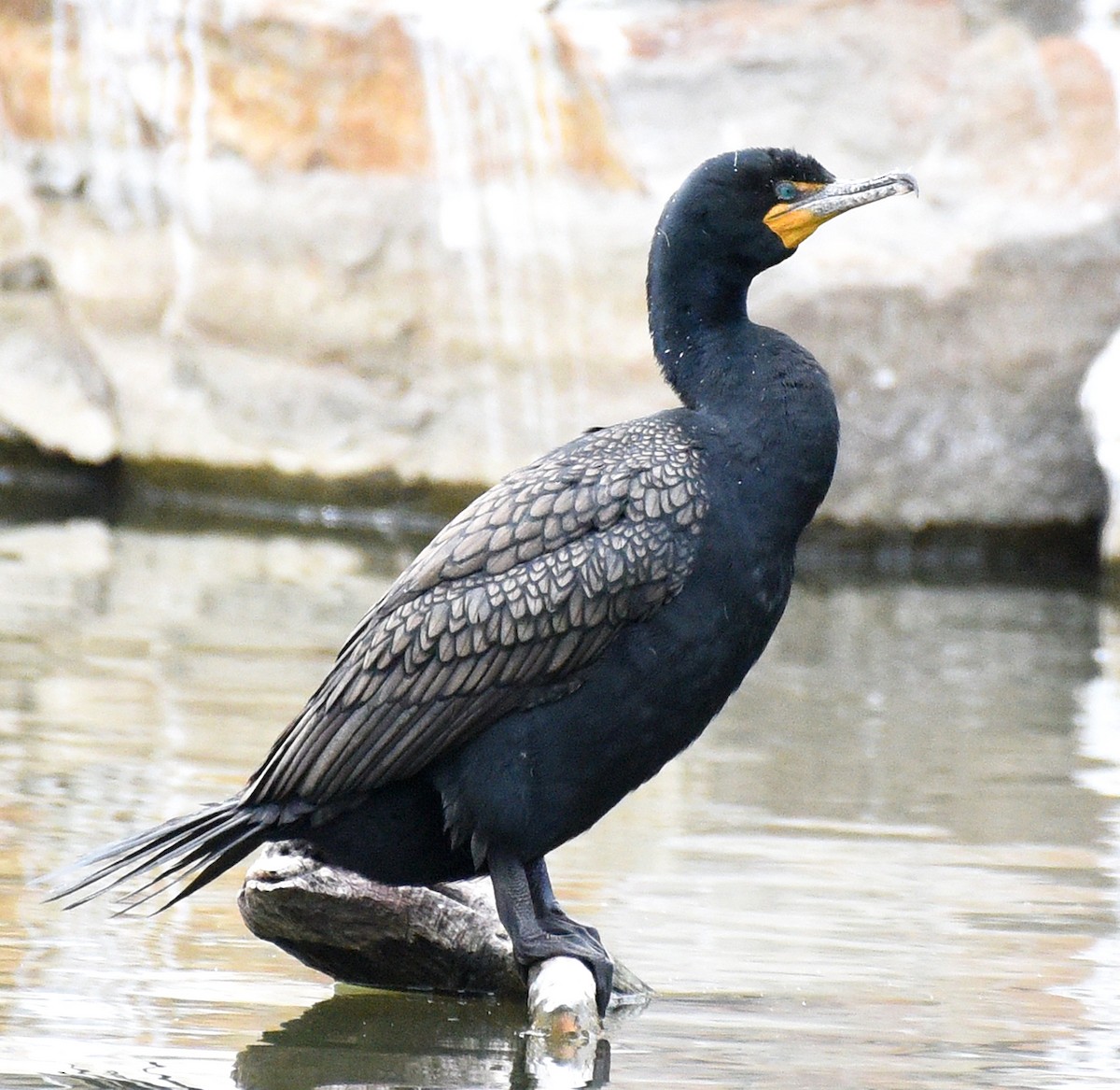 Double-crested Cormorant - Steven Mlodinow