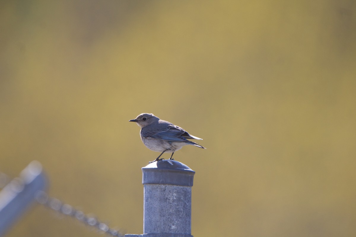 Mountain Bluebird - ML445482531