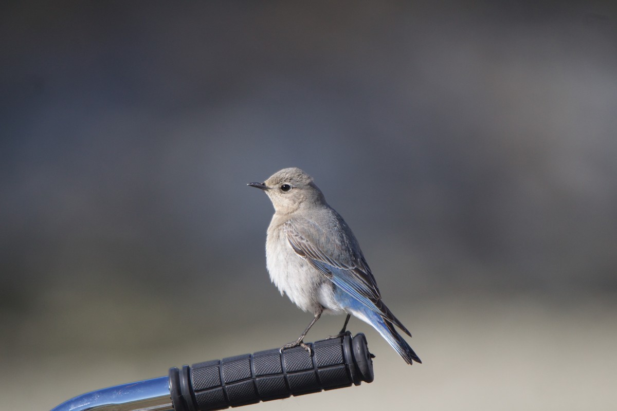 Mountain Bluebird - ML445482731