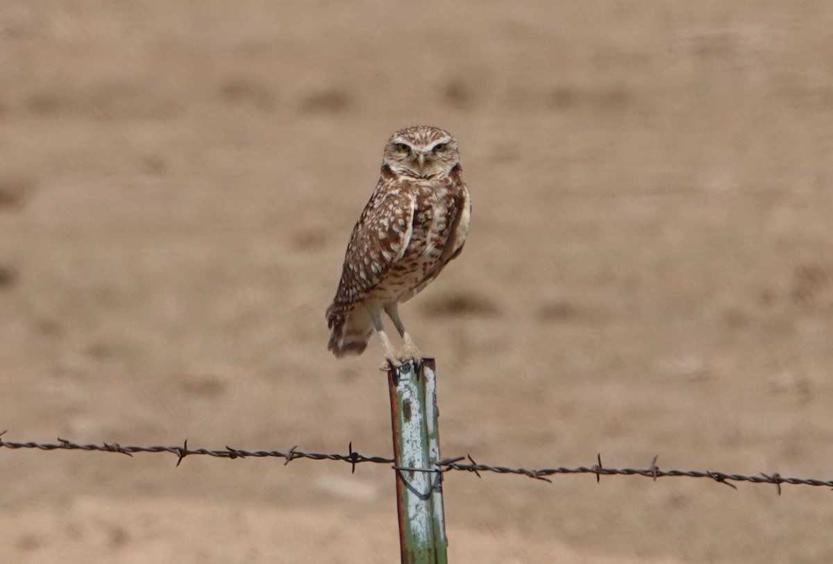 Burrowing Owl - Kathryn Kay