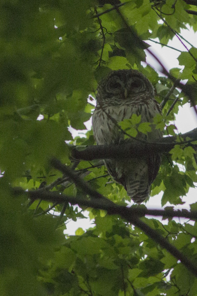 Barred Owl - ML445483601