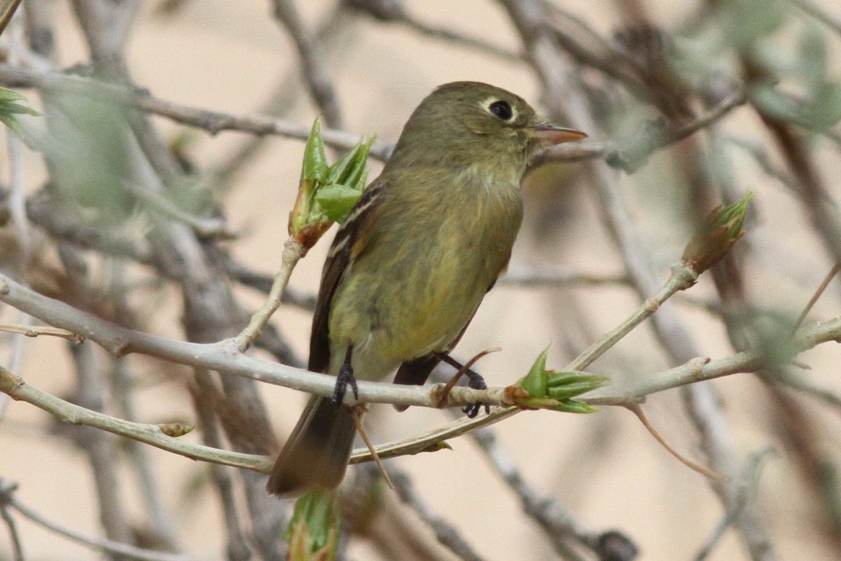 Western Flycatcher (Cordilleran) - ML445484151