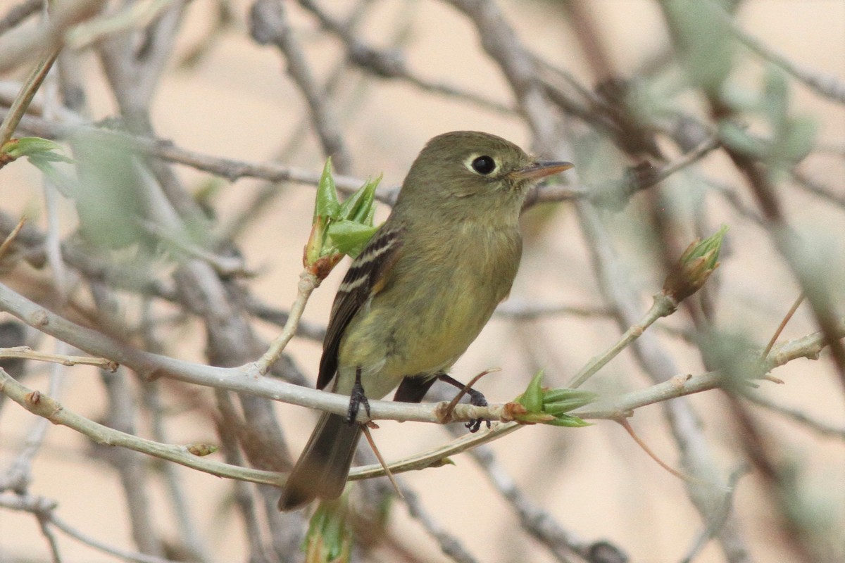 Western Flycatcher (Cordilleran) - ML445484161