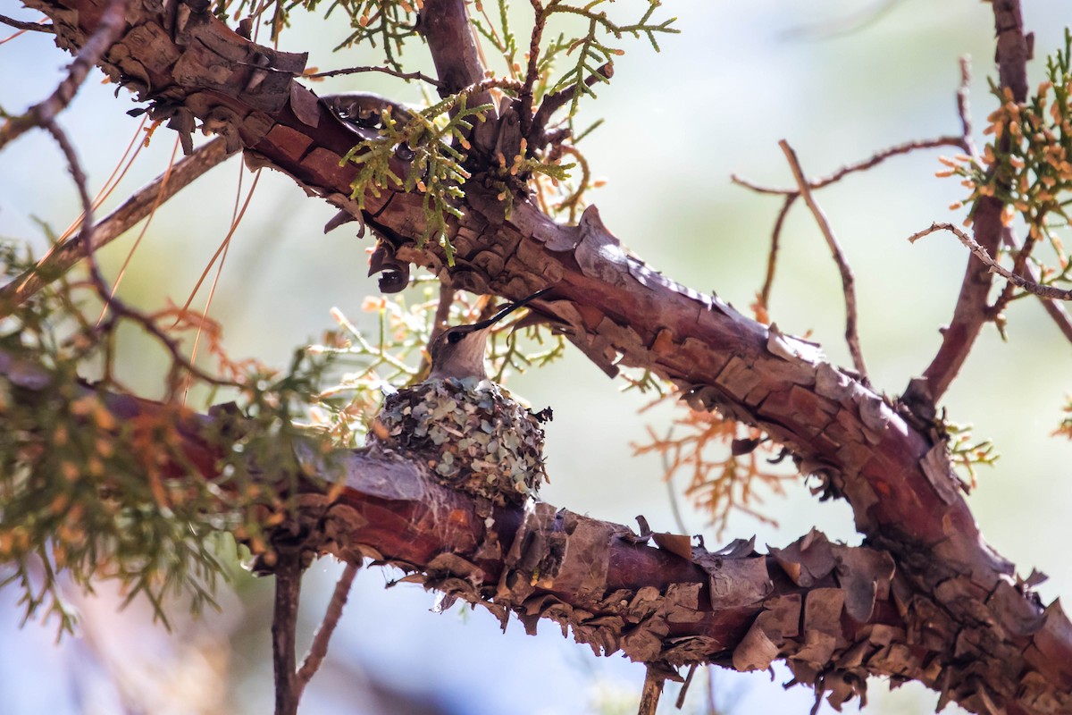 Anna's Hummingbird - ML445484431