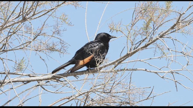 Tristram's Starling - ML445485611