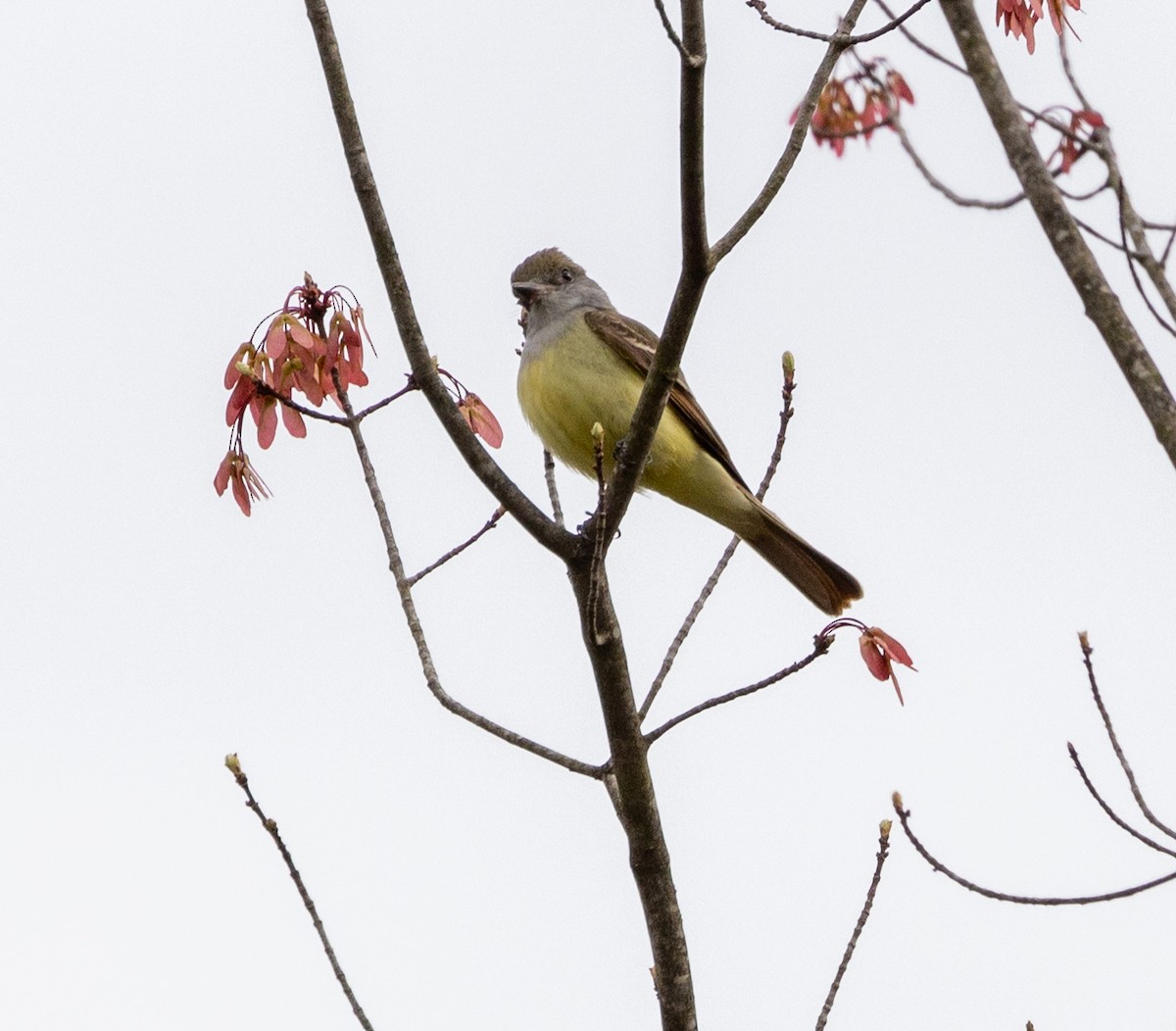 Great Crested Flycatcher - ML445486081