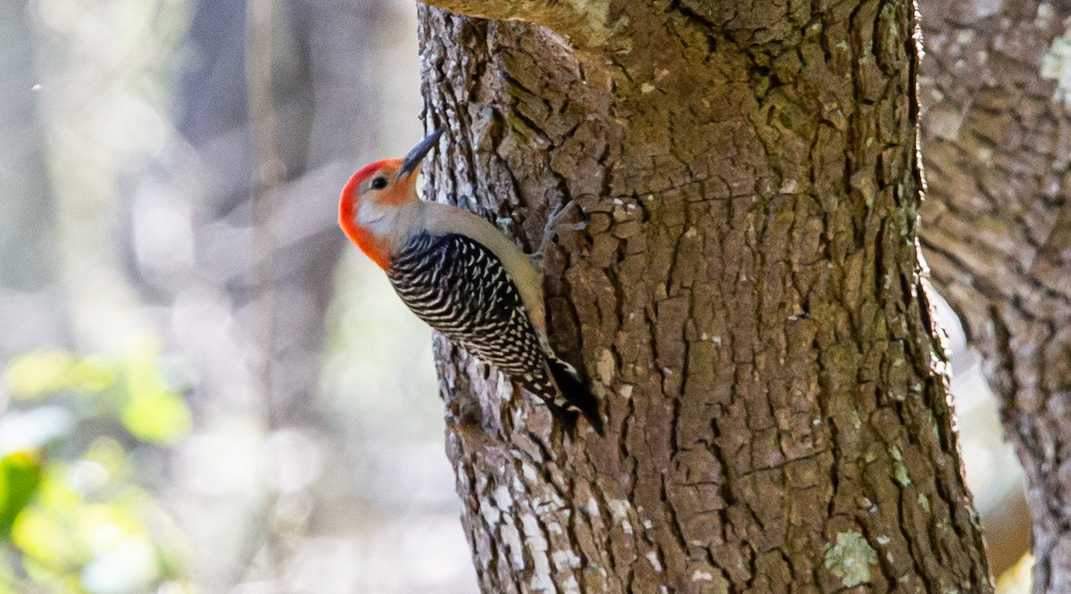 Red-bellied Woodpecker - Timothy Aarons