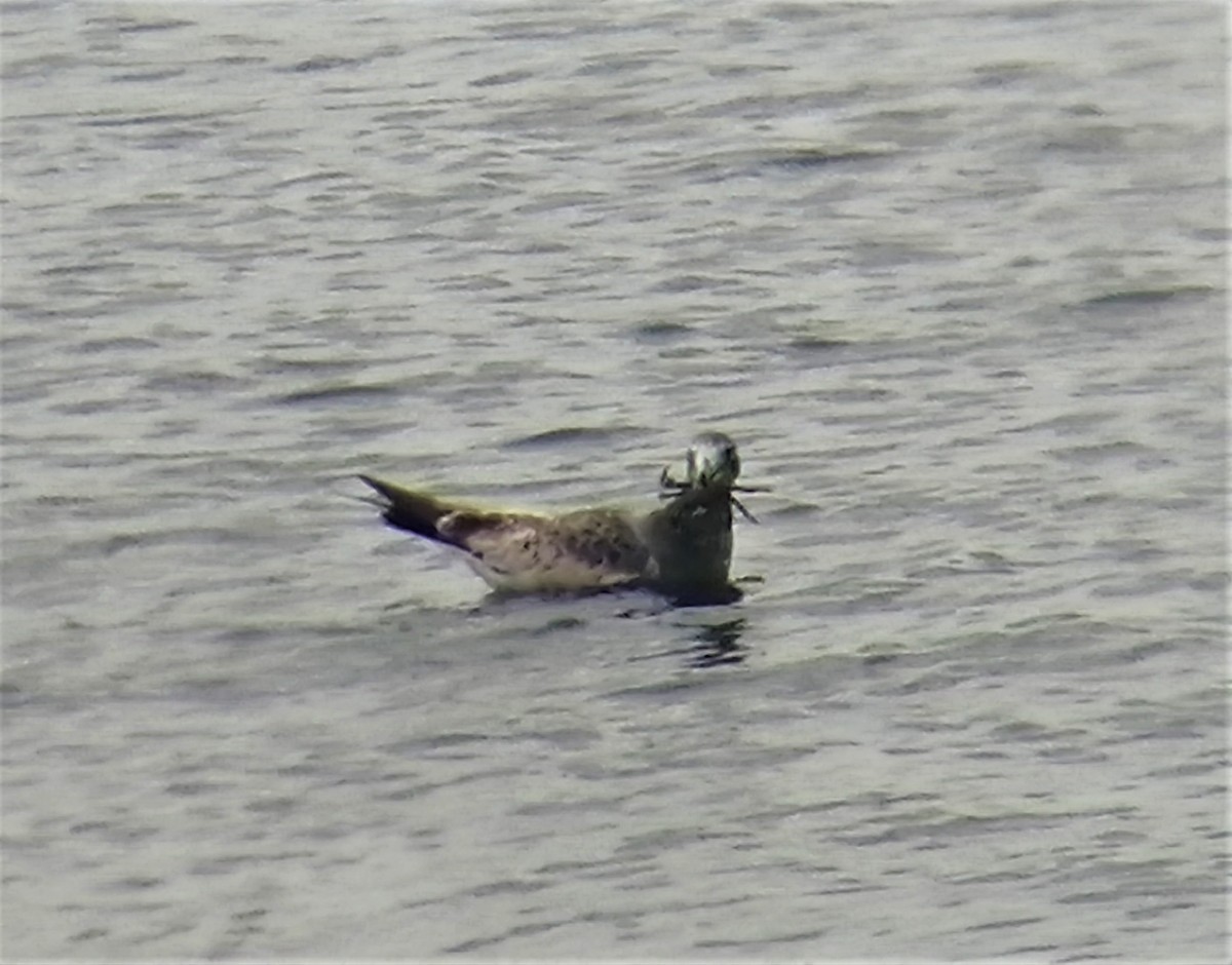 Olrog's Gull - ML445486941