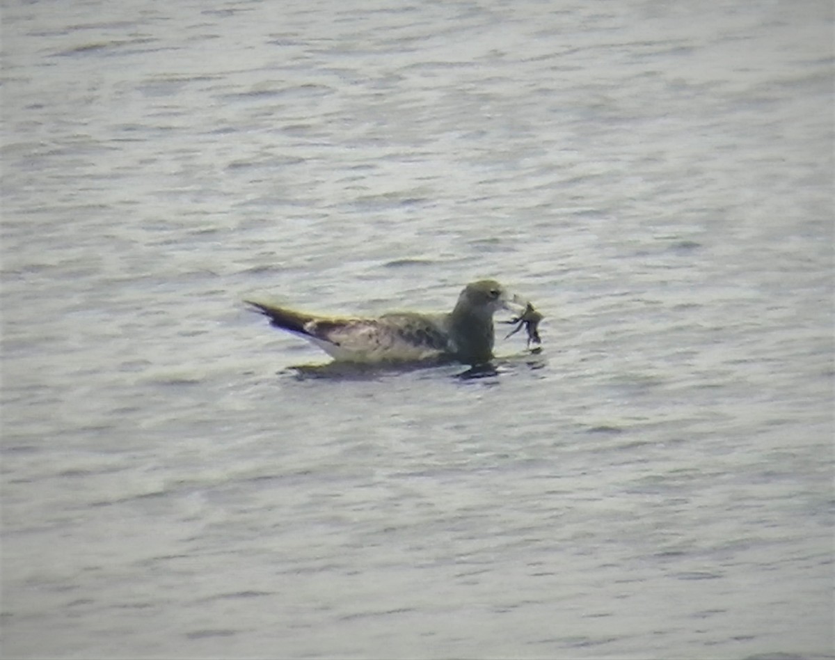 Olrog's Gull - ML445486961