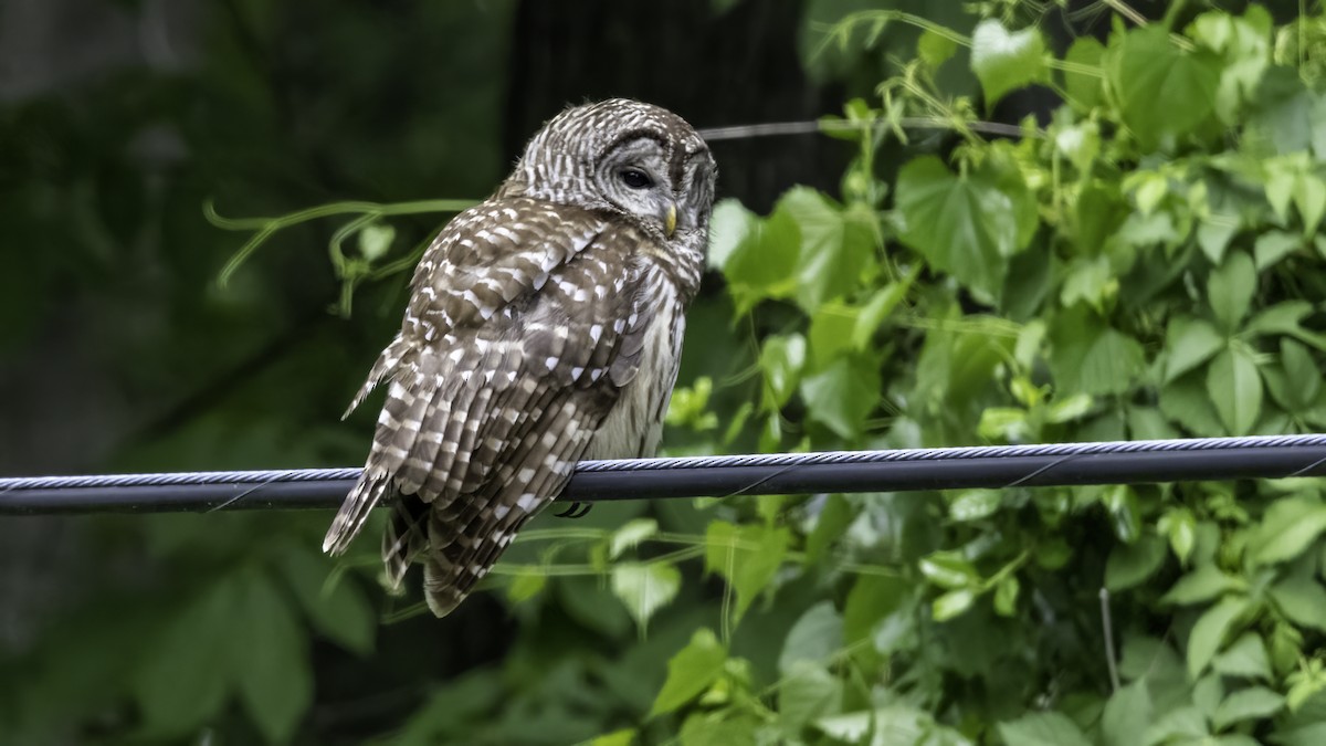 Barred Owl - ML445487811