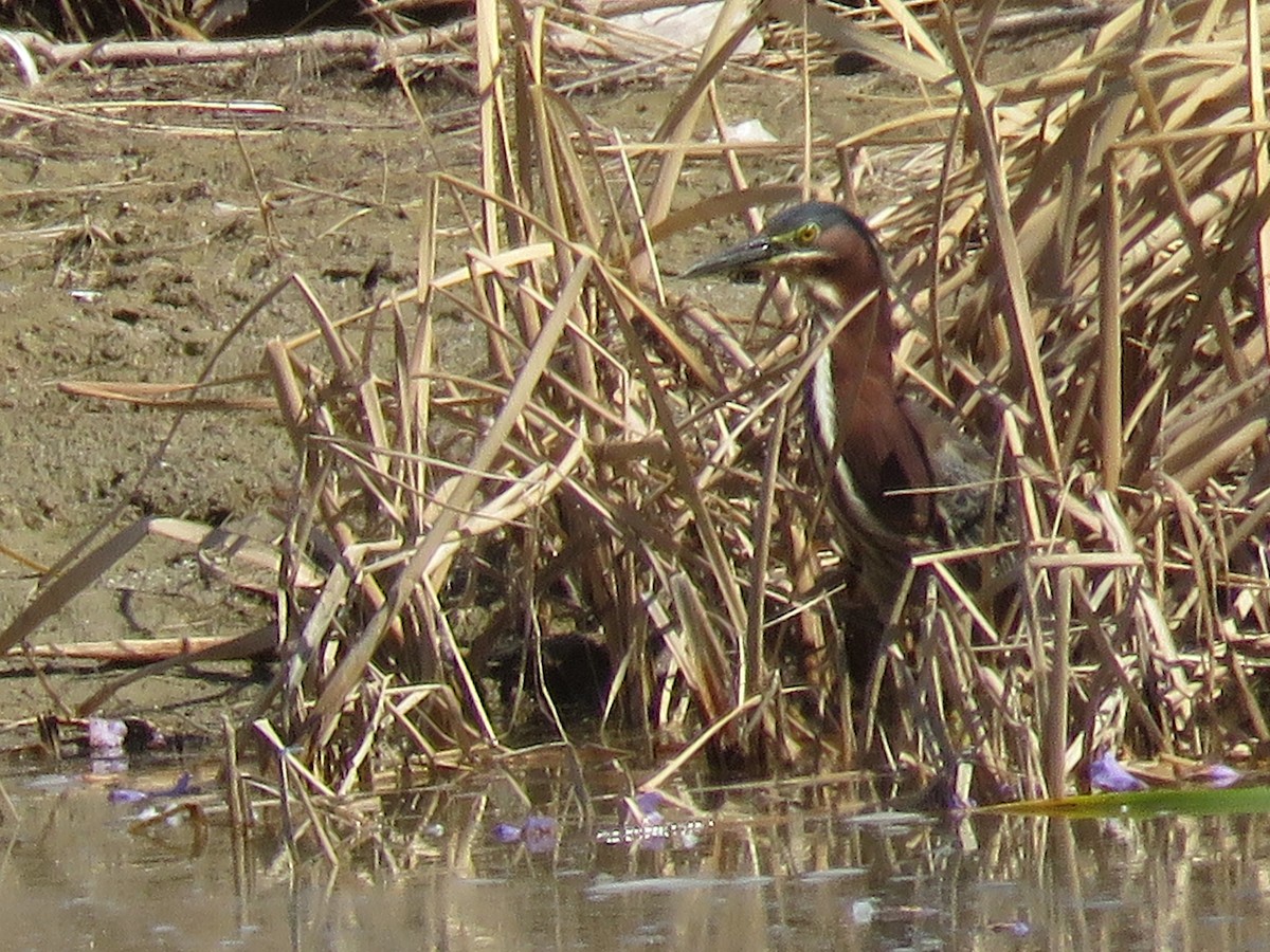 Green Heron - ML445488731