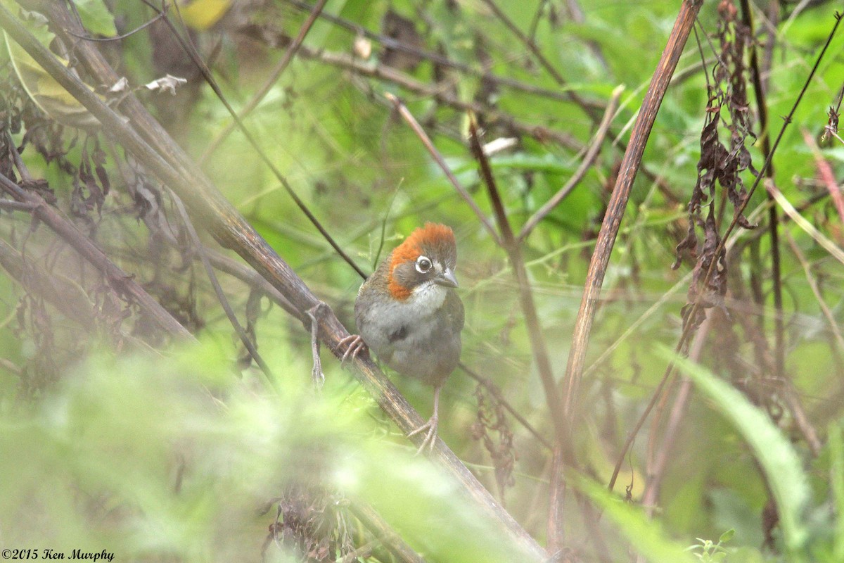 Rusty-crowned Ground-Sparrow - Ken Murphy