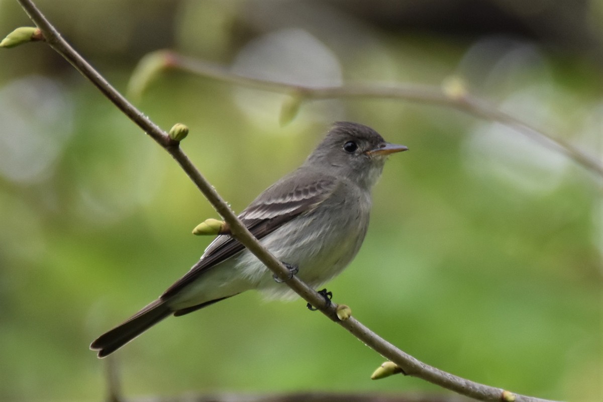 Eastern Wood-Pewee - ML445490051