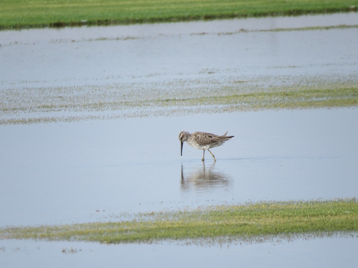 Stilt Sandpiper - ML445490161