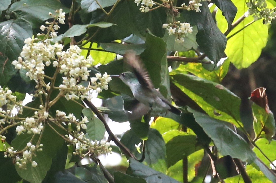 Mavi Alınlı Kolibri - ML445490391