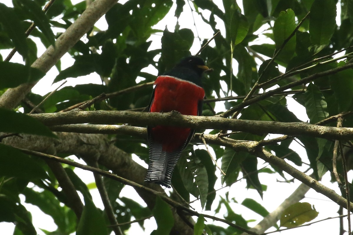 Collared Trogon - Charles Davies