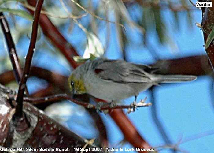 Pájaro Moscón Baloncito - ML445490481