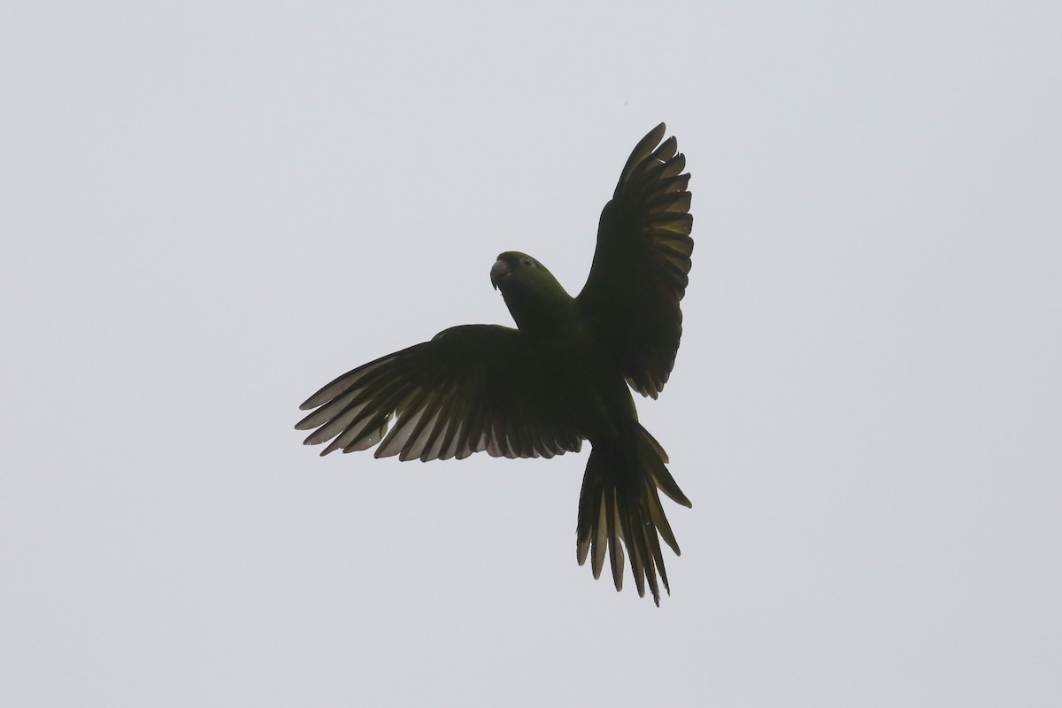 Green Parakeet - Charles Davies