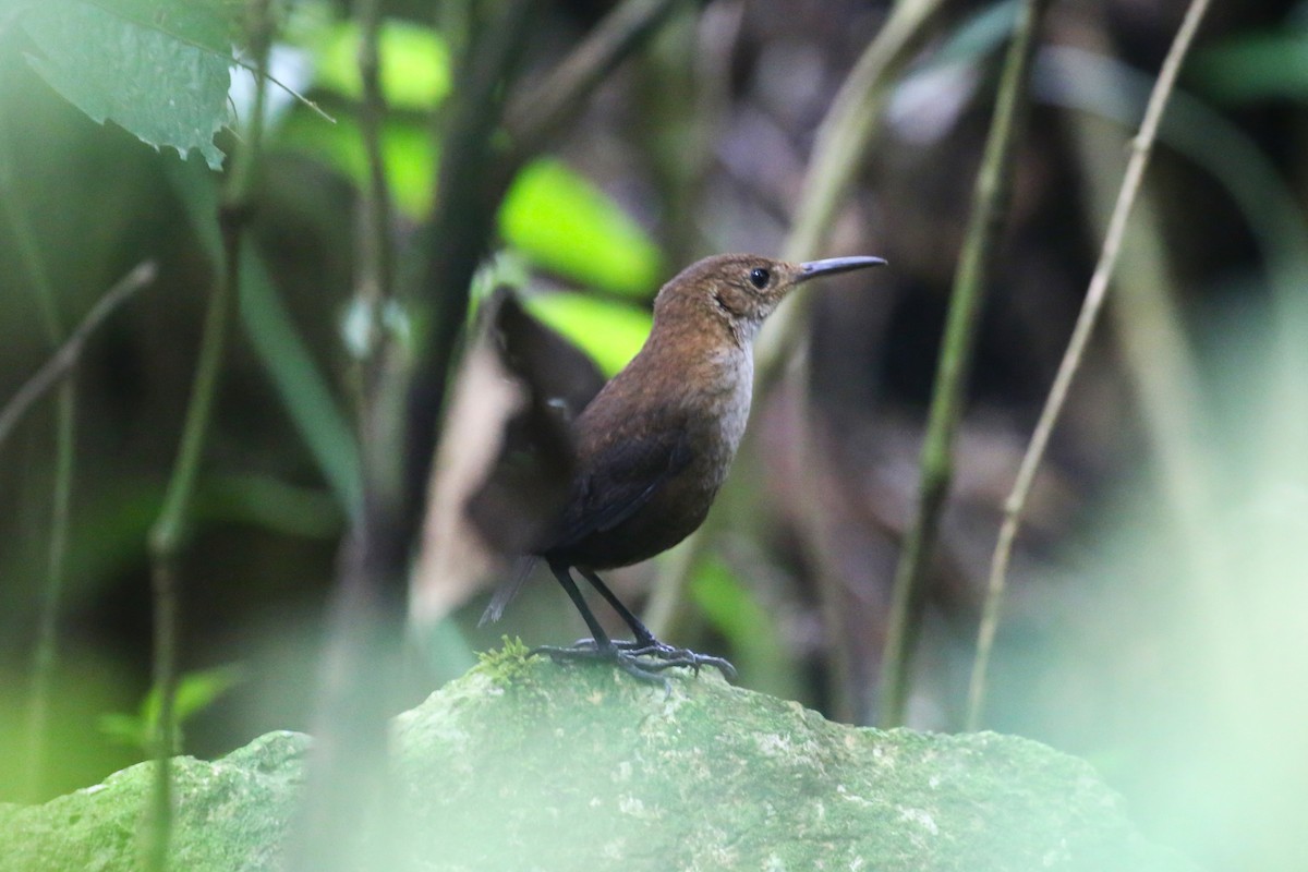 Nava's Wren - ML445490771