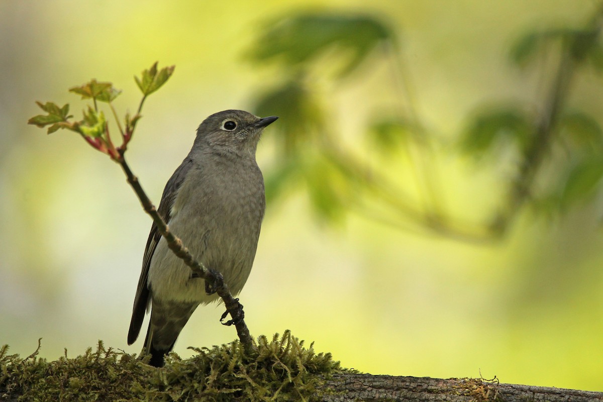 Townsend's Solitaire - ML445492621