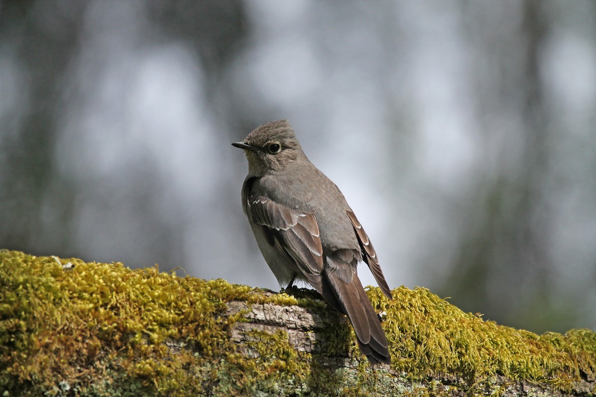 Townsend's Solitaire - ML445492631