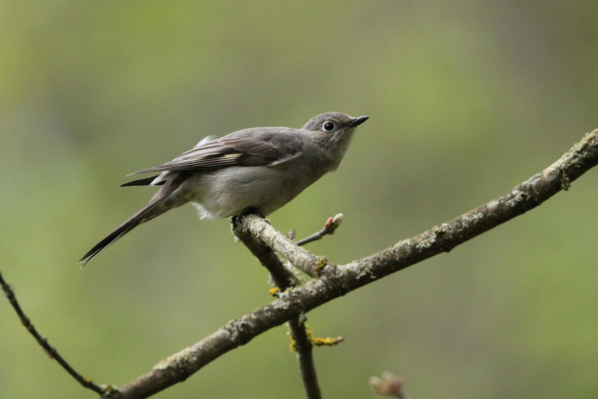 Townsend's Solitaire - ML445492651