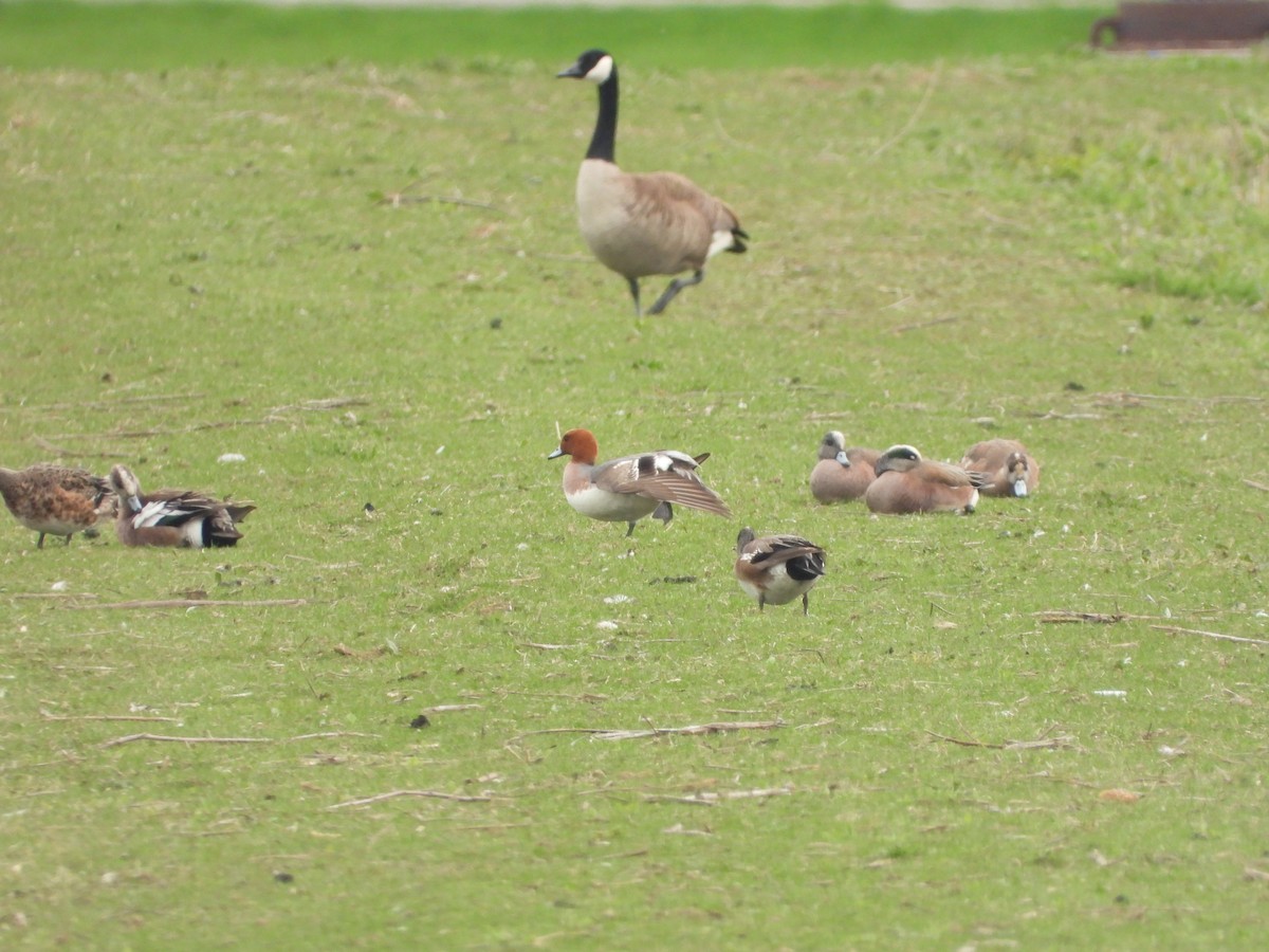Eurasian Wigeon - ML445493291