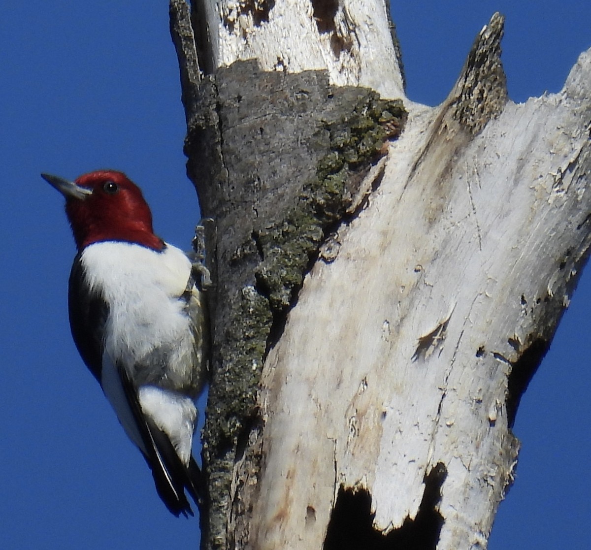 Red-headed Woodpecker - ML445493481