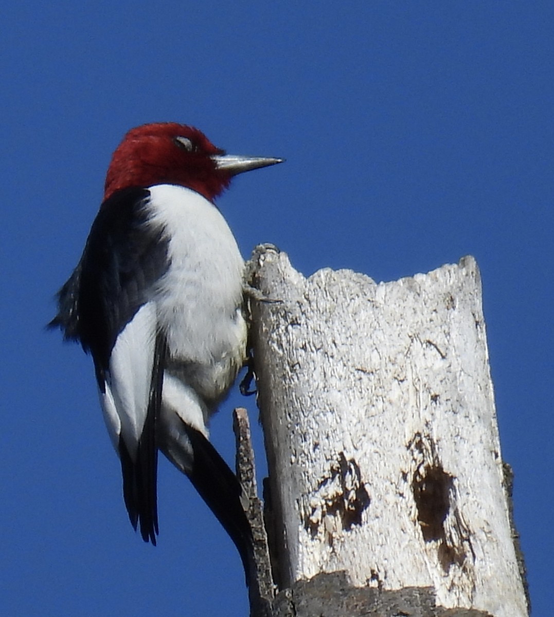 Red-headed Woodpecker - ML445493491
