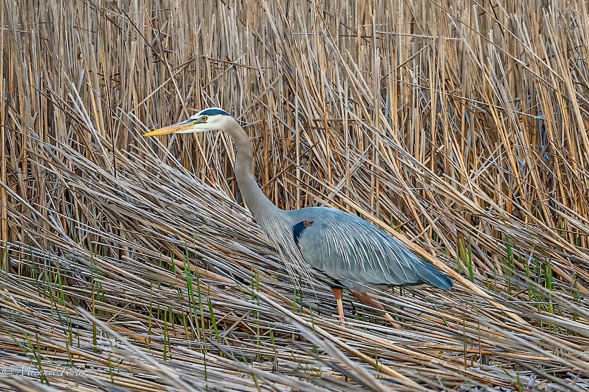 Great Blue Heron - ML445493771